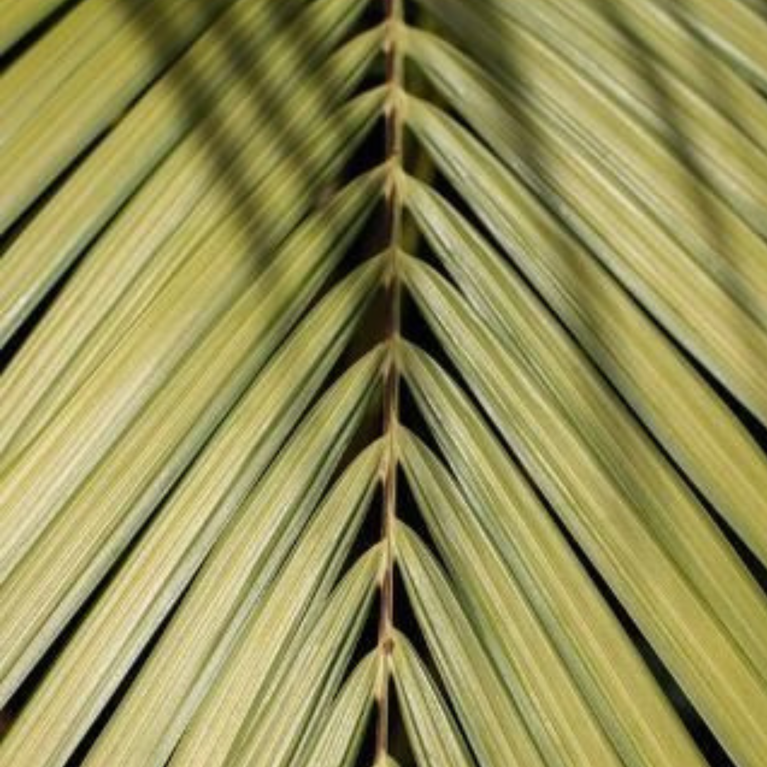 A coconut leaf